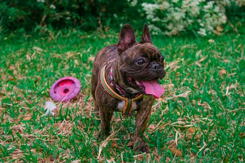 Ensaio Pet da Chandelle - Henrique Drobnievski'