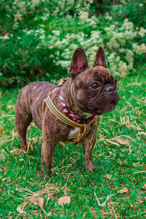 Ensaio Pet da Chandelle - Henrique Drobnievski'