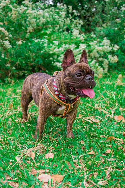 Ensaio Pet da Chandelle - Henrique Drobnievski'