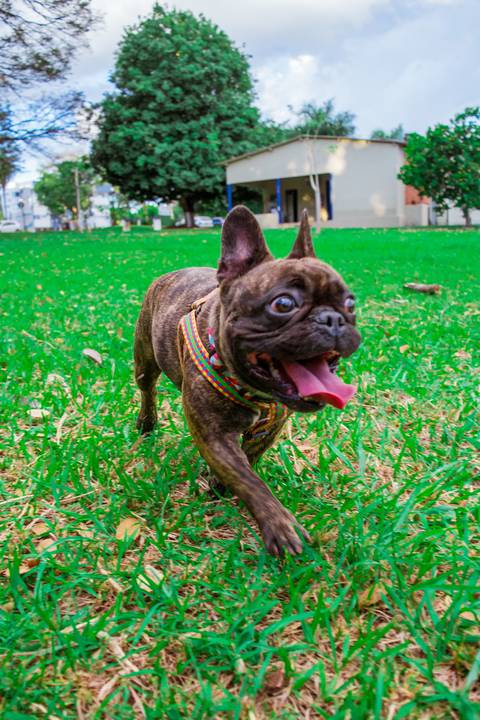 Ensaio Pet da Chandelle - Henrique Drobnievski'