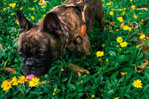 Ensaio Pet da Chandelle - Henrique Drobnievski'