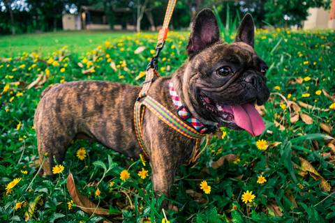 Ensaio Pet da Chandelle - Henrique Drobnievski'