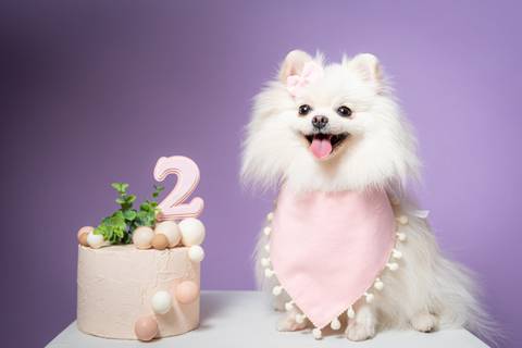 Fotografia pet - Two Clicks Fotografia'