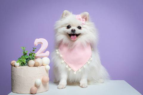 Estudio especializado em pets'
