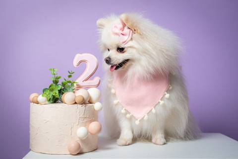 Estudio fotografico para pets'