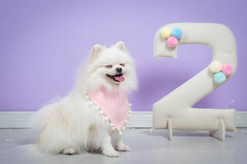 Fotografo de pets'