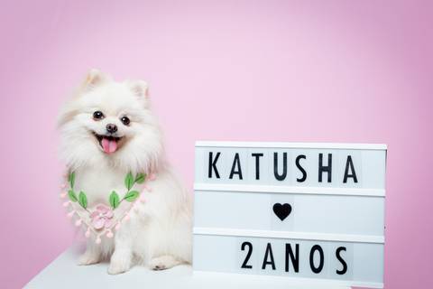 Ensaio artístico para pets'