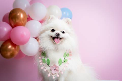 Ensaio fotográfico de aniversário pet - Two Clicks Fotografia Pet'