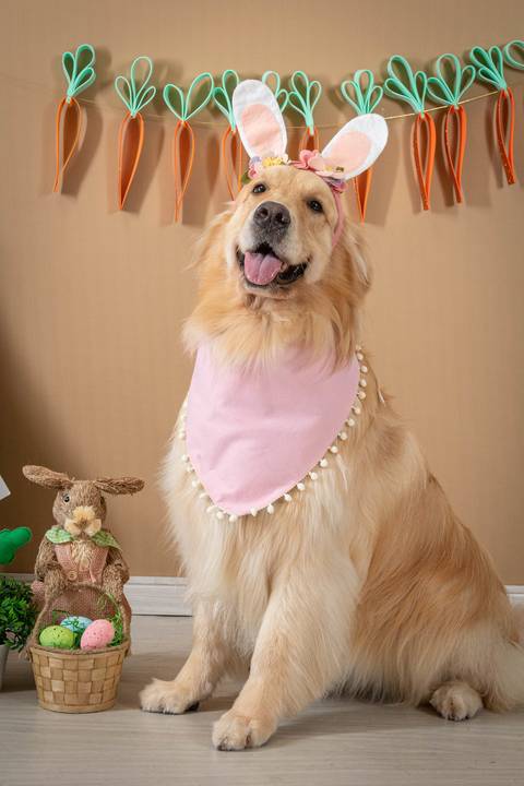 ensaio pet com tema de páscoa - Two Clicks Fotografia Pet'