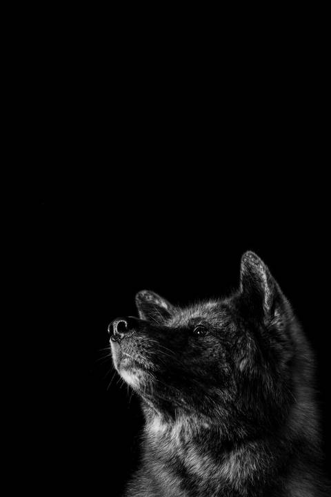 Retrato pet - Two Clicks Fotografia Pet'