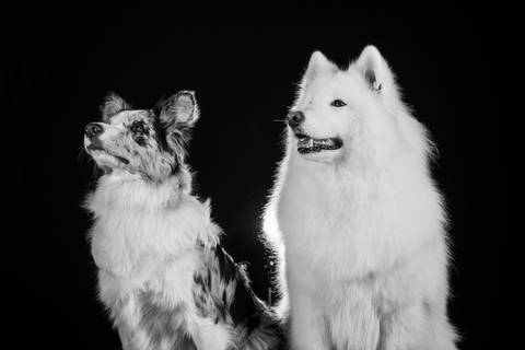 Fotografo pet'