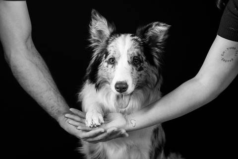 Fotos profissionais de animais'