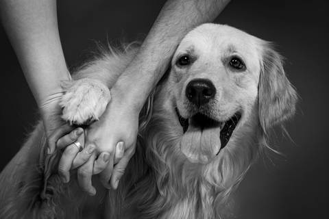 Ensaio com fundo preto para pets'
