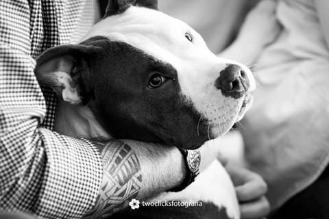 Retratos de pets'