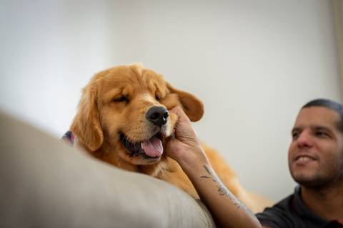 Fotografia de animais de estimação'