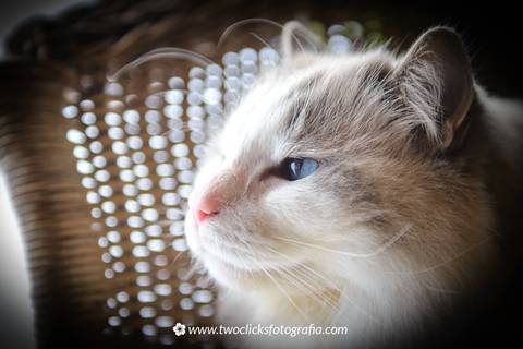 Retratos de pets'