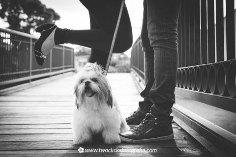 Ensaio fotográfico de animais'