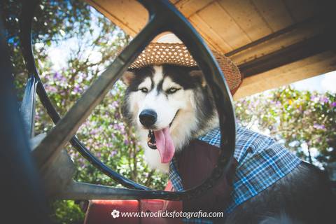 Retratos de pets'