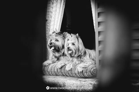 Fotos de pets em casa'