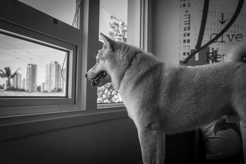 Ensaio lifestyle com pets'
