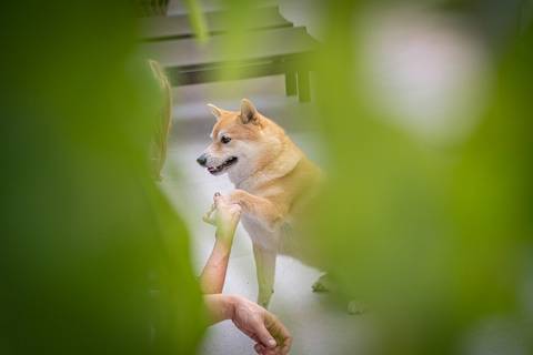 Fotos de pets em casa'