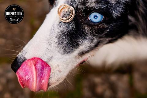 Fotografia premiada com um cão de olhos azuis carregando as alianças de casamento em seu focinho. Esta imagem divertida e autêntica reflete o papel especial dos animais de estimação nos momentos importantes da vida dos seus donos.'