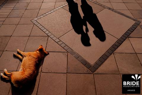 cão deitado sobre a sombra'