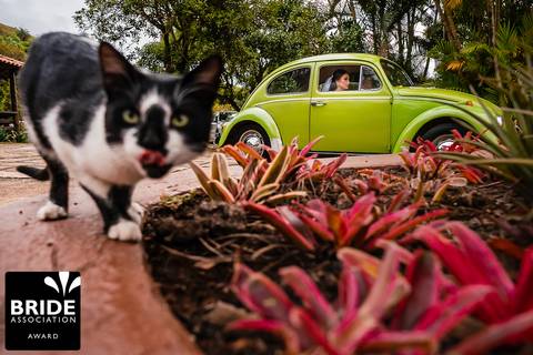 gatinho olhando para camera'