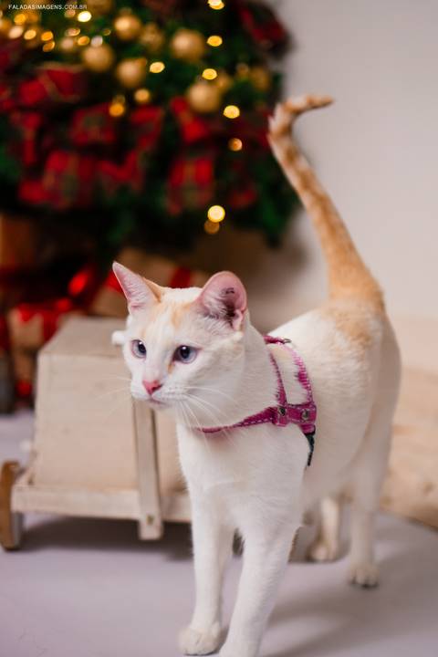 gatinha no natal'