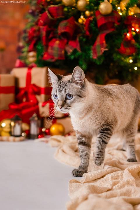 sessão de natal de pet'