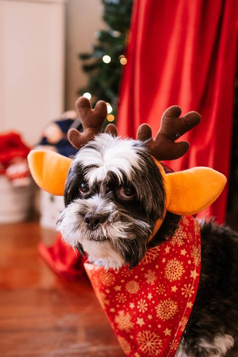 Close do cão com tiara de rena em cenário natalino.'
