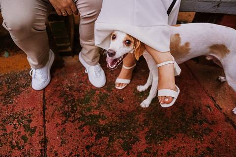 Pet do casal participando do ensaio pré casamento lifestyle'