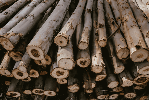 Escoras de Eucalipto'