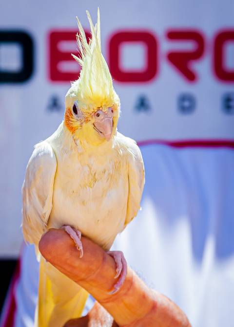 Academia Sérgio Borges '