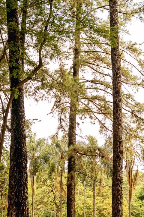 
fotografo de casamento em ribeirão preto - fotografia de casamentos em ribeirão preto - ensaio pre wedding em ribeirão preto - campo da usp em ribeirão preto'
