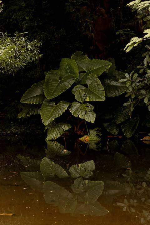 Ensaio fotografico de casal pre wedding em ribeirão preto parque curupira fotografo de casamentos '
