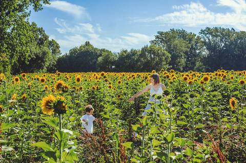 Paisagem ampla de campo de girassóis com personagens em sessão familiar. Mulher adulta e criança em ambiente natural verde com céu azul ao fundo. Fotografia profissional mostrando vistas abrangentes de setting rural paisagístico.'