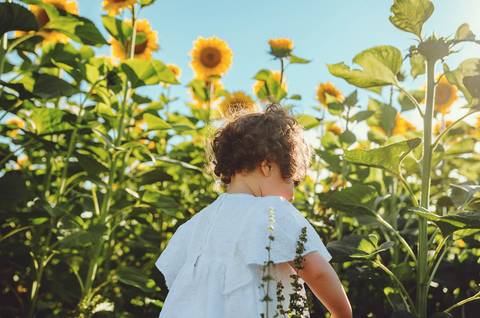 Criança pequena brincando em campo de girassóis durante sessão fotográfica profissional. Menina em ambiente natural e rural, cercada pela beleza da flora amarela. Fotografia capturando momentos de alegria e inocência infantil em setting ao ar livre.'