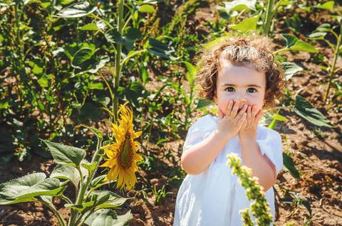 Menina pequena brincando com flor de girassol durante sessão fotográfica profissional ao ar livre em campo. Criança tocando e segurando girassol amarelo em ambiente rural natural. Fotografia artística capturando conexão emocional entre criança e natureza '