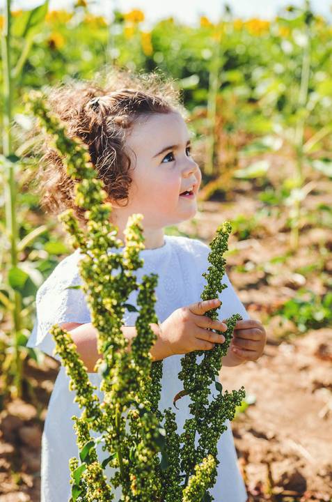 Criança pequena em sessão fotográfica natural ao ar livre em ambiente rural durante fotografia profissional. Menina brincando em campo de girassóis com expressão natural e espontânea. Fotografia artística documentando momentos autênticos de infância em co'