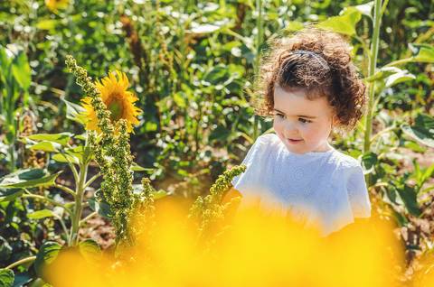 Menina pequena em close-up delicado entre girassóis durante sessão fotográfica profissional ao ar livre. Criança brincando em campo rural natural rodeada por flores amarelas vibrantes. Fotografia artística capturando inocência infantil em composição íntim'