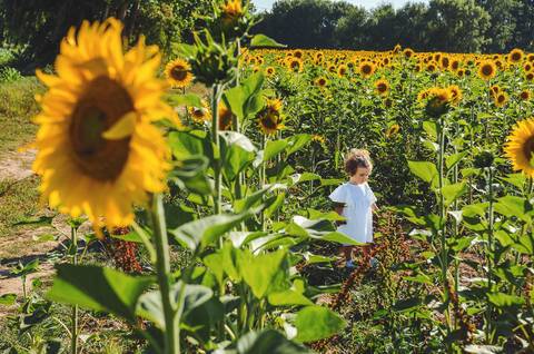 Menina brincando em campo natural com girassóis durante sessão fotográfica profissional ao ar livre. Criança em ambiente rural rodeada por flores amarelas vibrantes e paisagem natural. Fotografia artística capturando alegria e inocência infantil em compos'