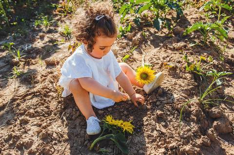 Menina explorando campo de girassóis em sessão familiar profissional. Criança brincando em ambiente natural com foco em flores amarelas vibrantes. Fotografia artística documentando momentos espontâneos de infância em setting rural idílico.'