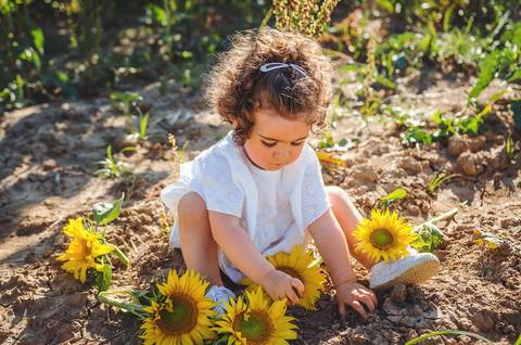 Menina em sessão familiar profissional segurando flores de girassol. Criança em estilo lifestyle brincando naturalmente em ambiente rural. Fotografia documentar momentos espontâneos de infância com foco em conexão emocional entre criança e natureza.'