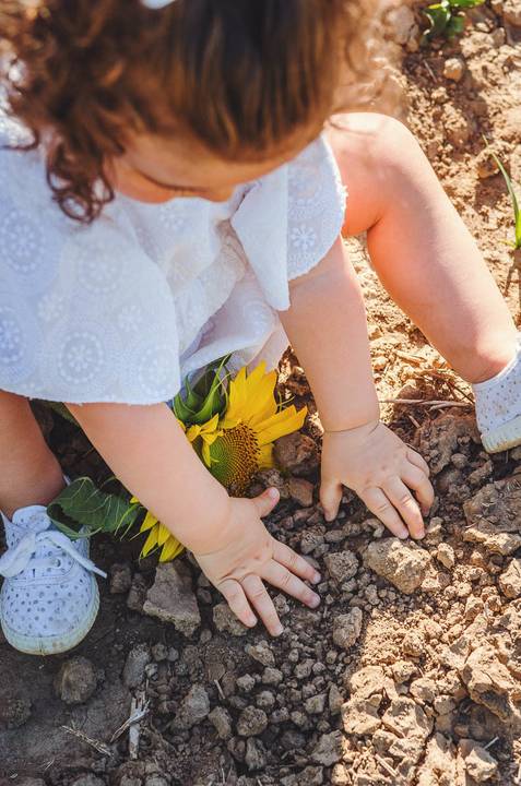 Detalhe em close-up de criança segurando girassóis durante sessão fotográfica. Mãos pequenas e gentis tocando as flores amarelas. Momento emocional capturado profissionalmente em estilo lifestyle familiar ao ar livre.'
