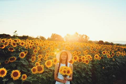 Campo de girassóis iluminado pela luz dourada do pôr do sol'