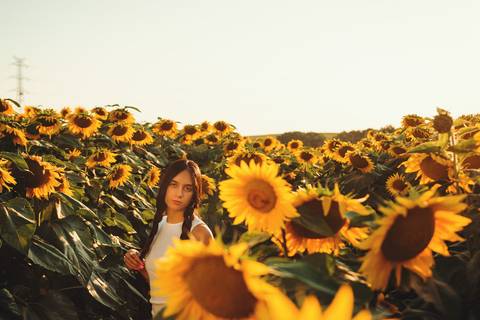 Campo dourado de girassóis em plena floração ao pôr do sol'