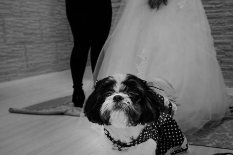 Cachorrinho posando para foto próximo a noiva. Foto de Mary Santtiago em Suzano SP'