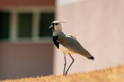 '