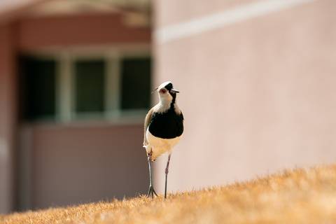 '